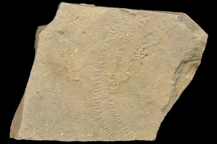 Cruziana (Fossil Trilobite Trackway) - Morocco #118358
